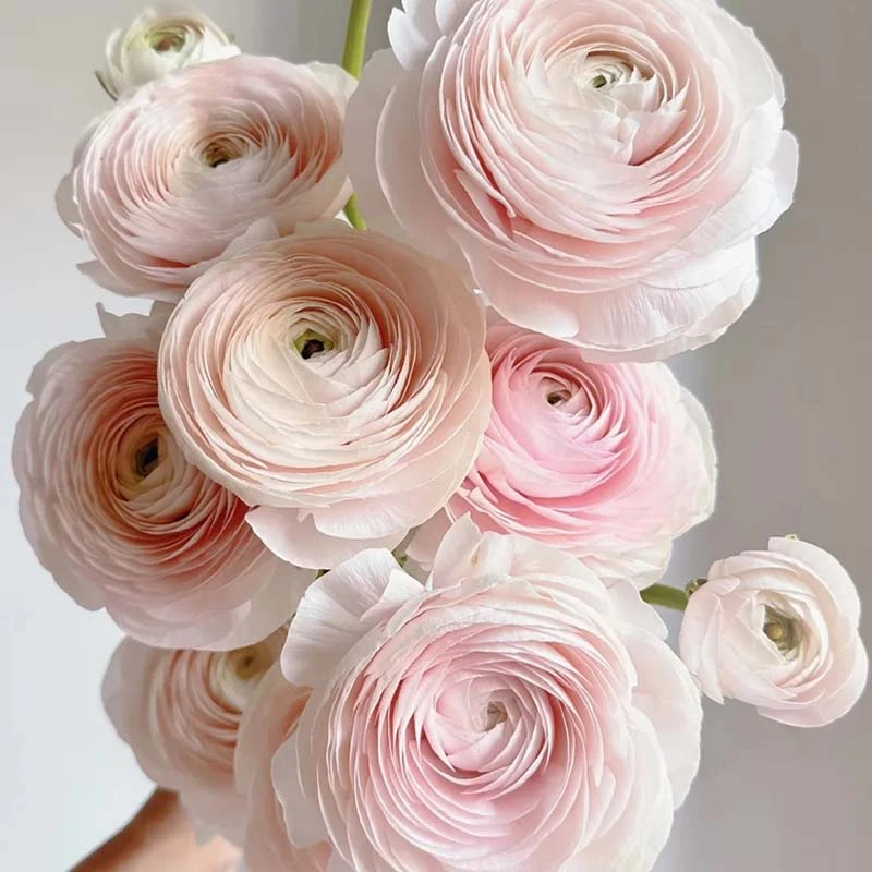 河内进口鲜花插花小众礼物婚庆昆明基地直发真客厅书房花卉毛茛