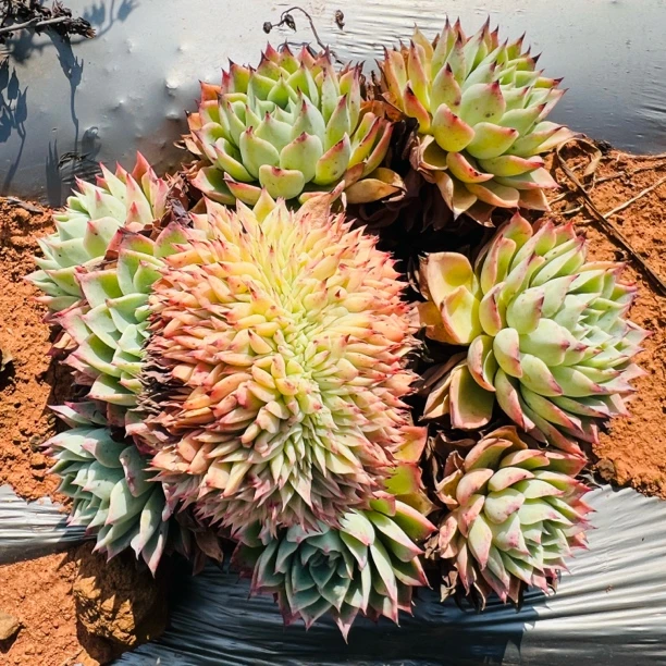 地栽造型三色堇缀化多肉植物