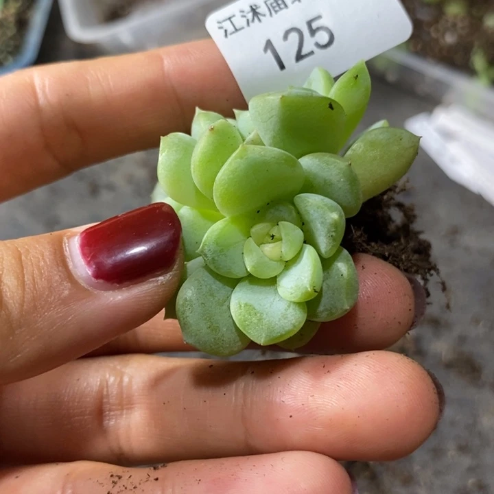 十***寒标签125珍妮一个多肉