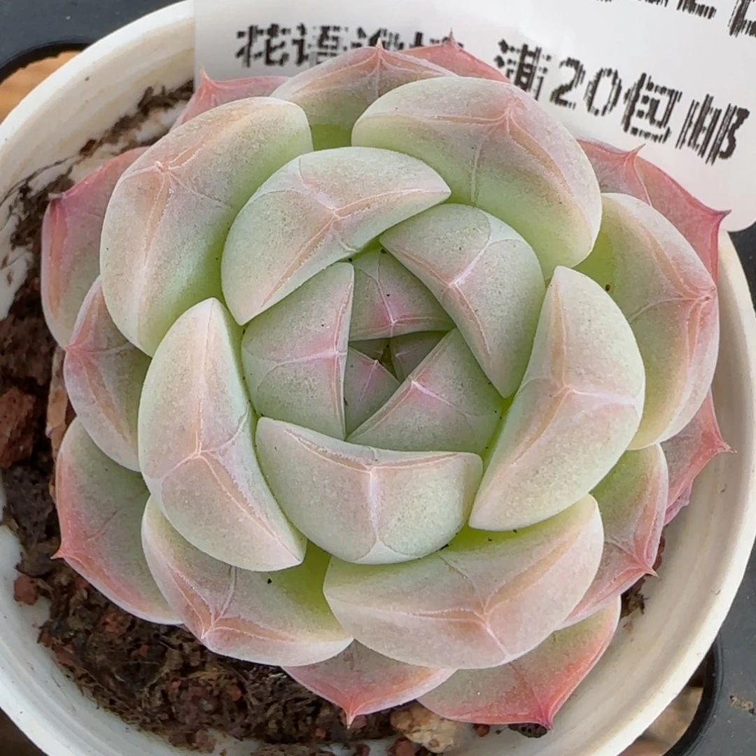 花语逸境0222-161