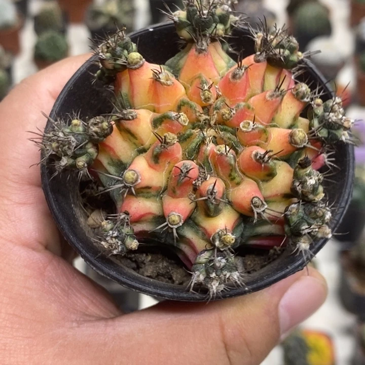 花蝴蝶牡丹锦特价