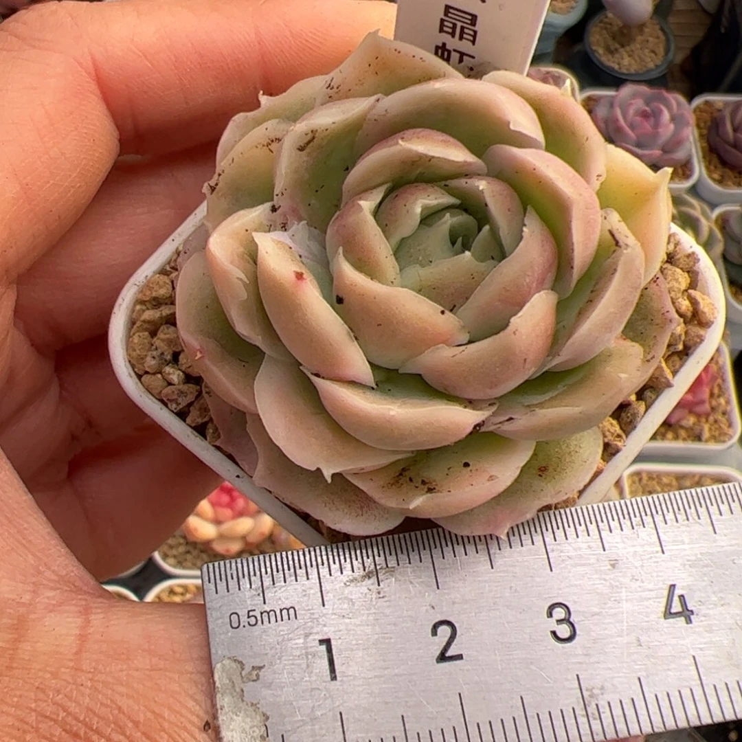 是*318 多肉植物组合盆栽