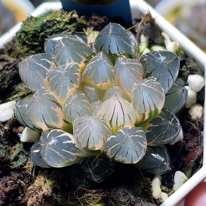 561糊斑霓虹灯锦福利