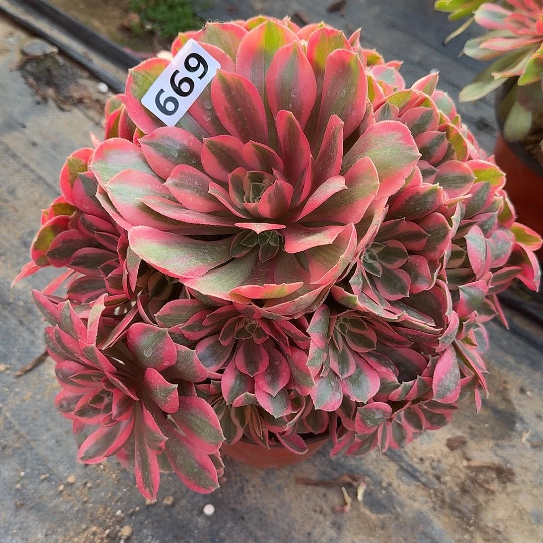 多肉植物女妖669号