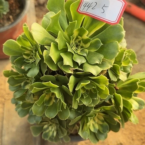 多肉植物辛尼亚442