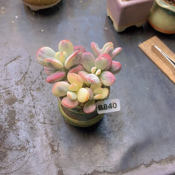 一物一拍含盆土满38包邮B840
