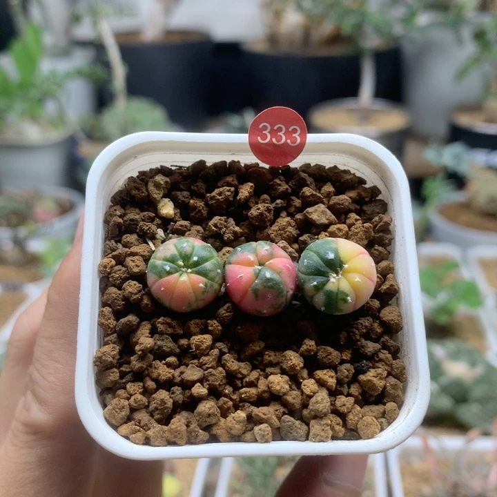 小兜锦实生3颗带盆1.1cm