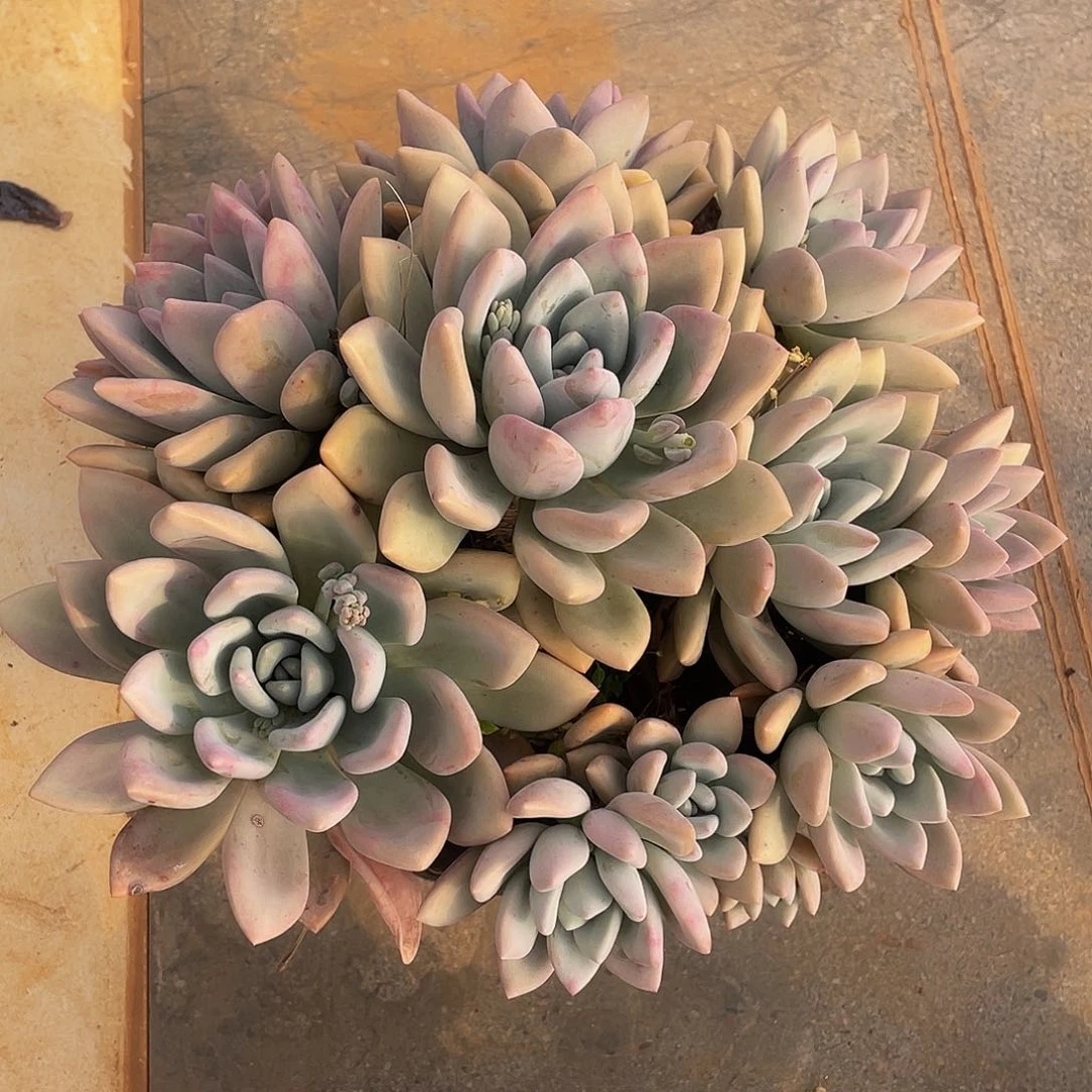 奥普琳娜多肉多肉