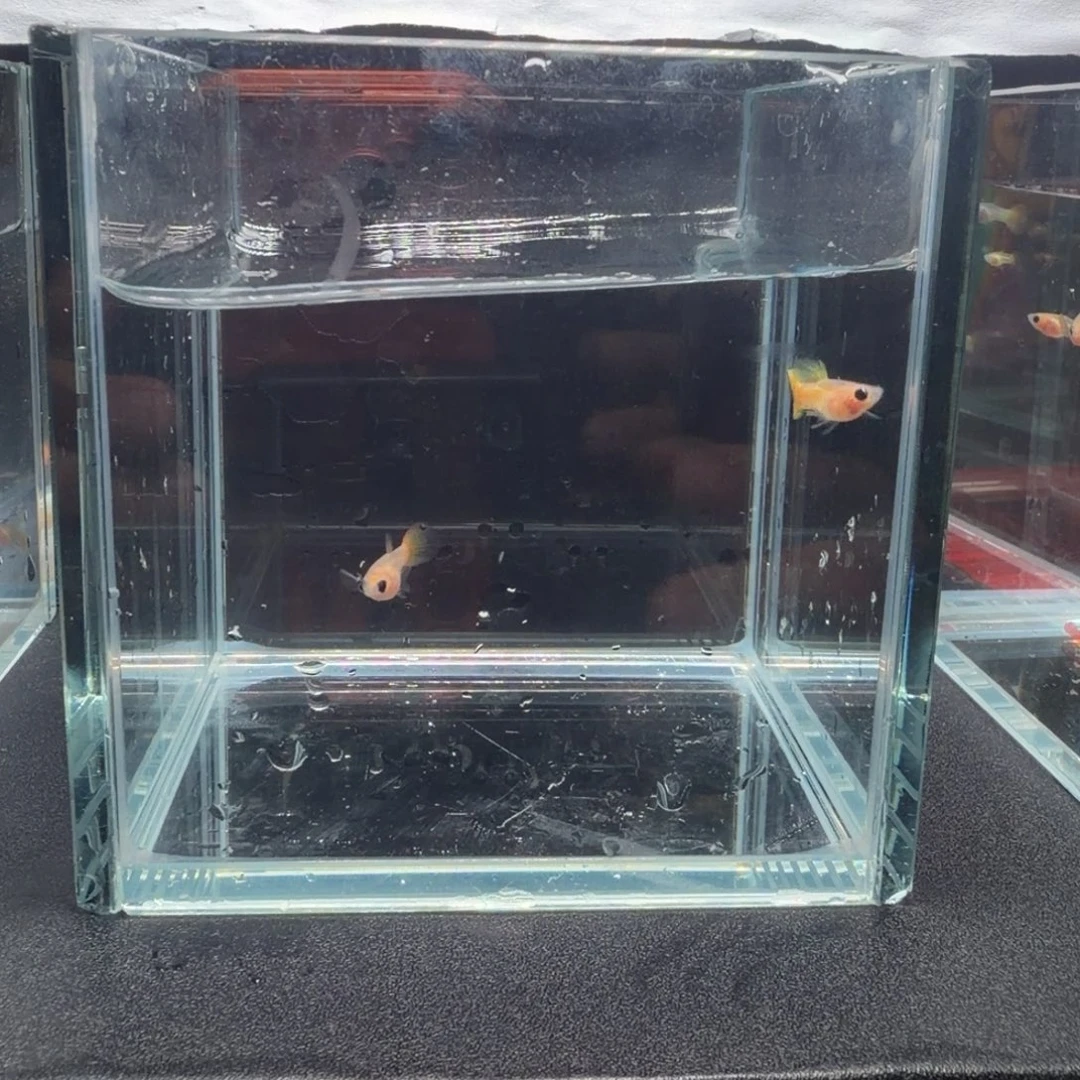 孔雀鱼黄金玻璃猫1对