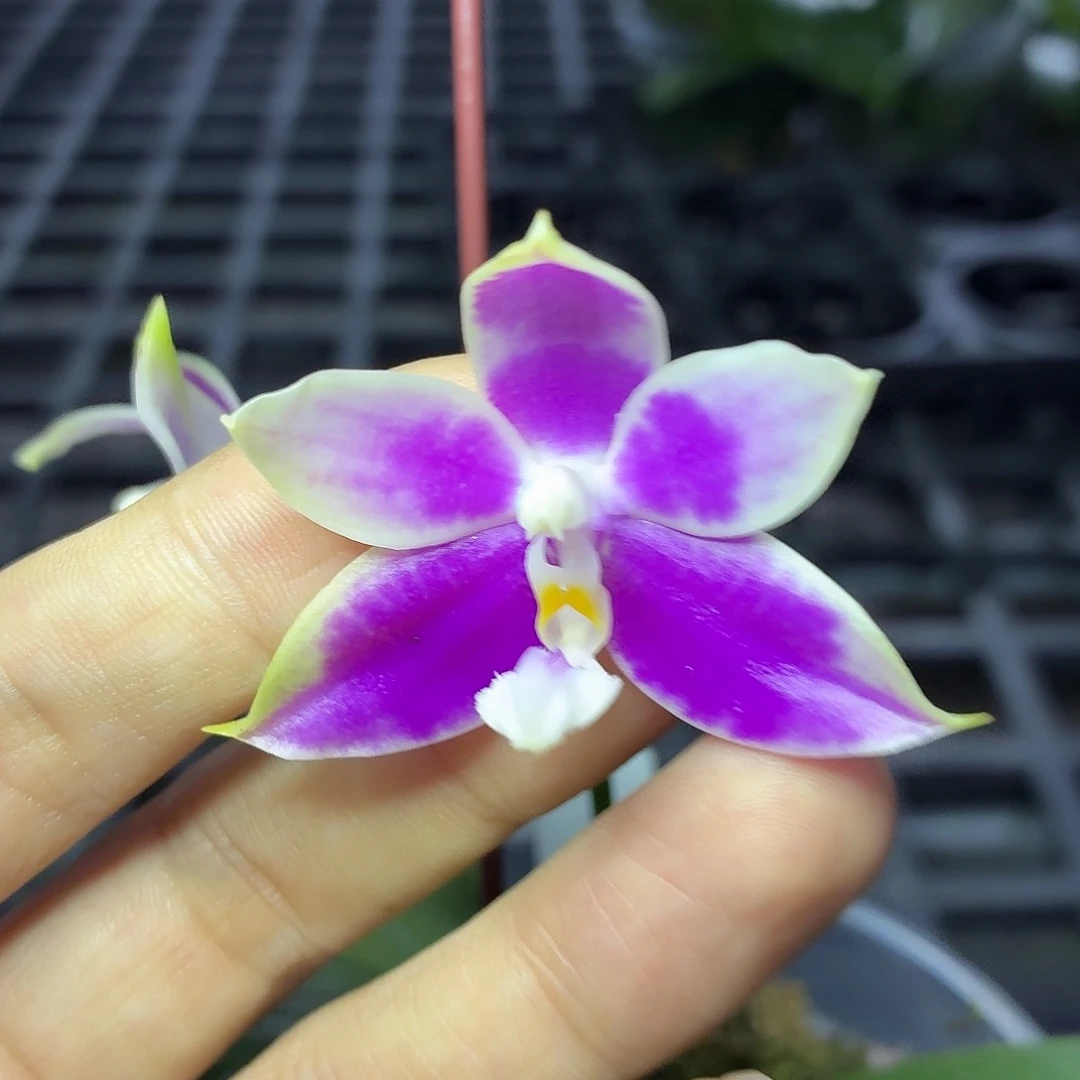 当前无花朵，栽培后可花朵A545yss1233