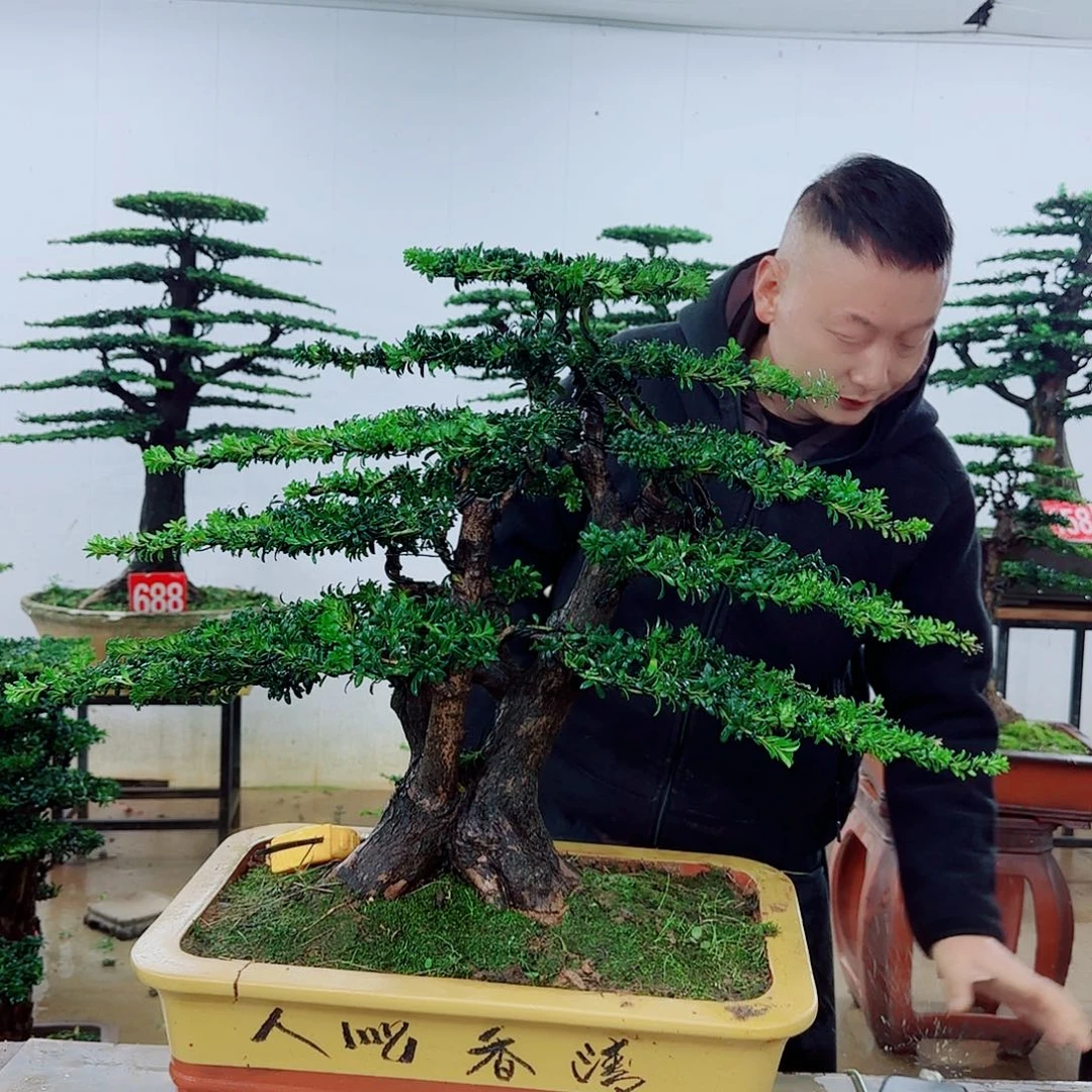 完全开放盆景园林……