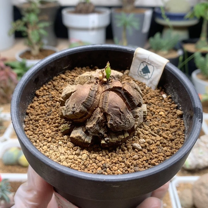 南非龟甲龙带盆4.6cm