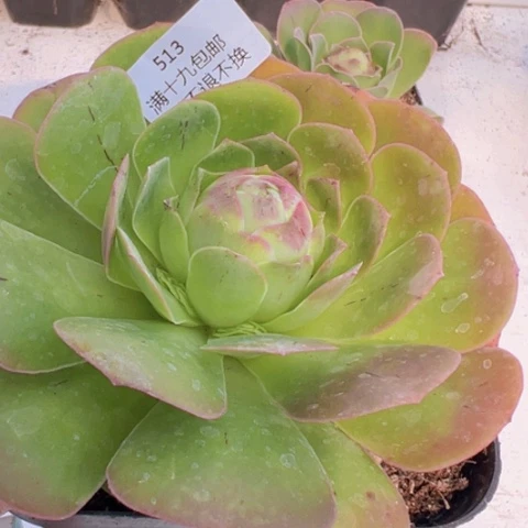 513 山地玫瑰基地福利