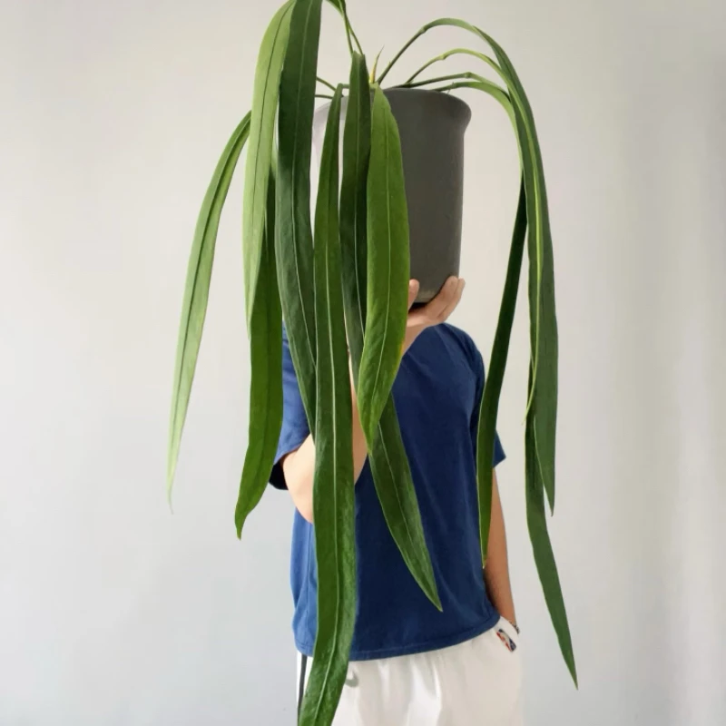 【二木林】（维塔领带花烛）垂吊悬挂绿植 室内耐活好养 常绿观叶植物