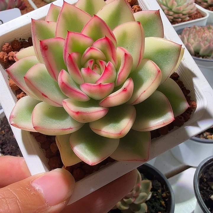 阿斯那锦多肉植物
