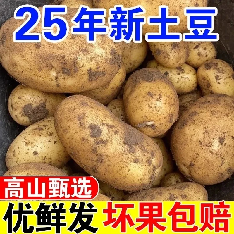 2025年农家自种现挖新鲜土豆沙糯粉面开花黄心土豆