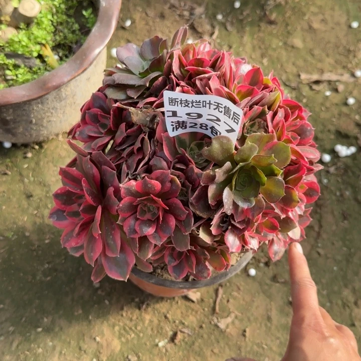 1927一号棚男神多肉A