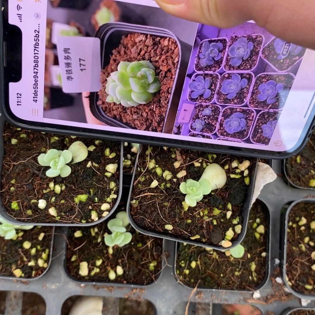 新上盆甜心177一个多肉量拍