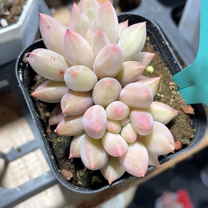 多肉植物车厘子1083