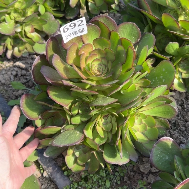 万圣节变异……多肉植物……