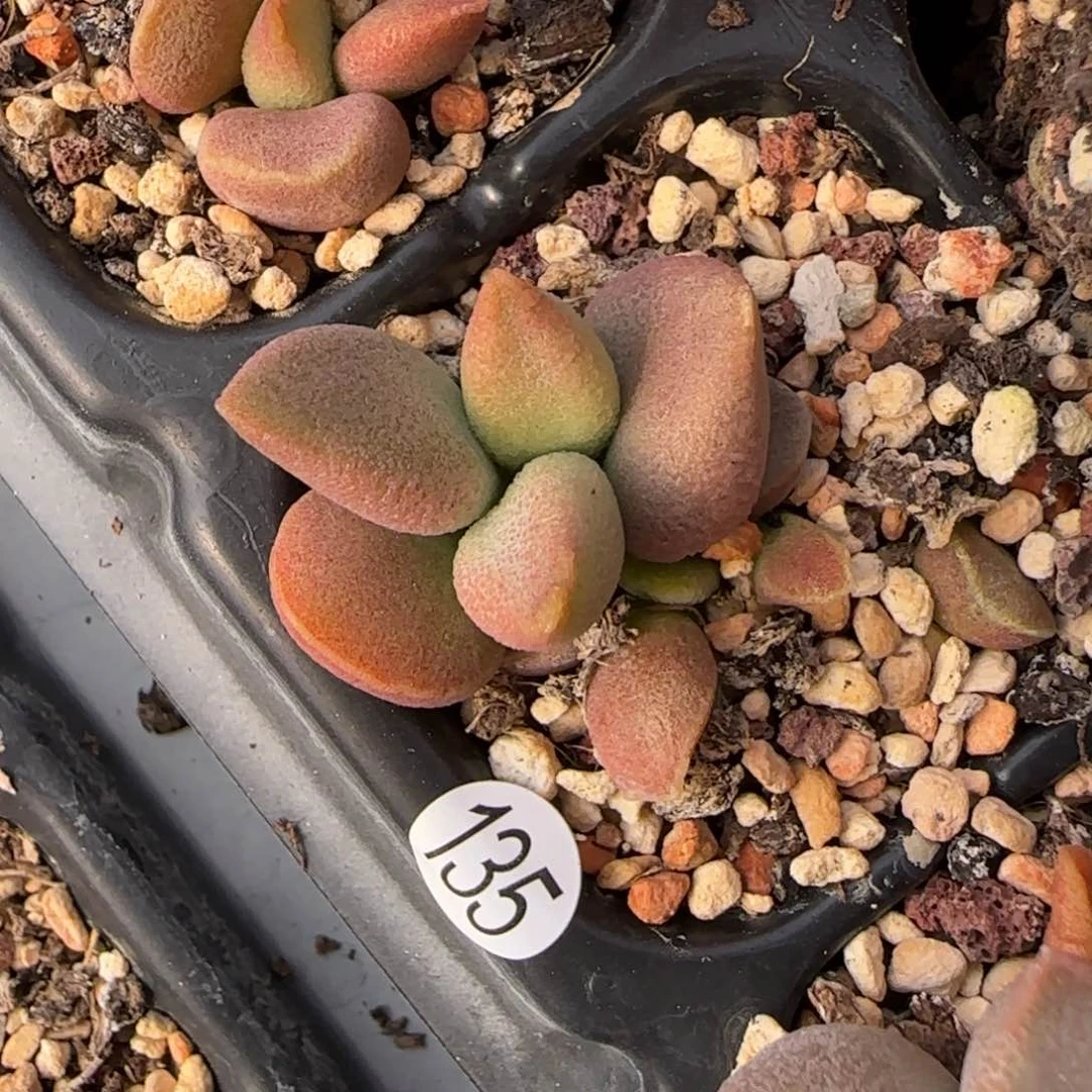 霓裳水泡多肉植物135