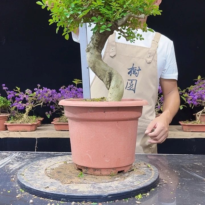 无花朵对节白蜡 土球发或