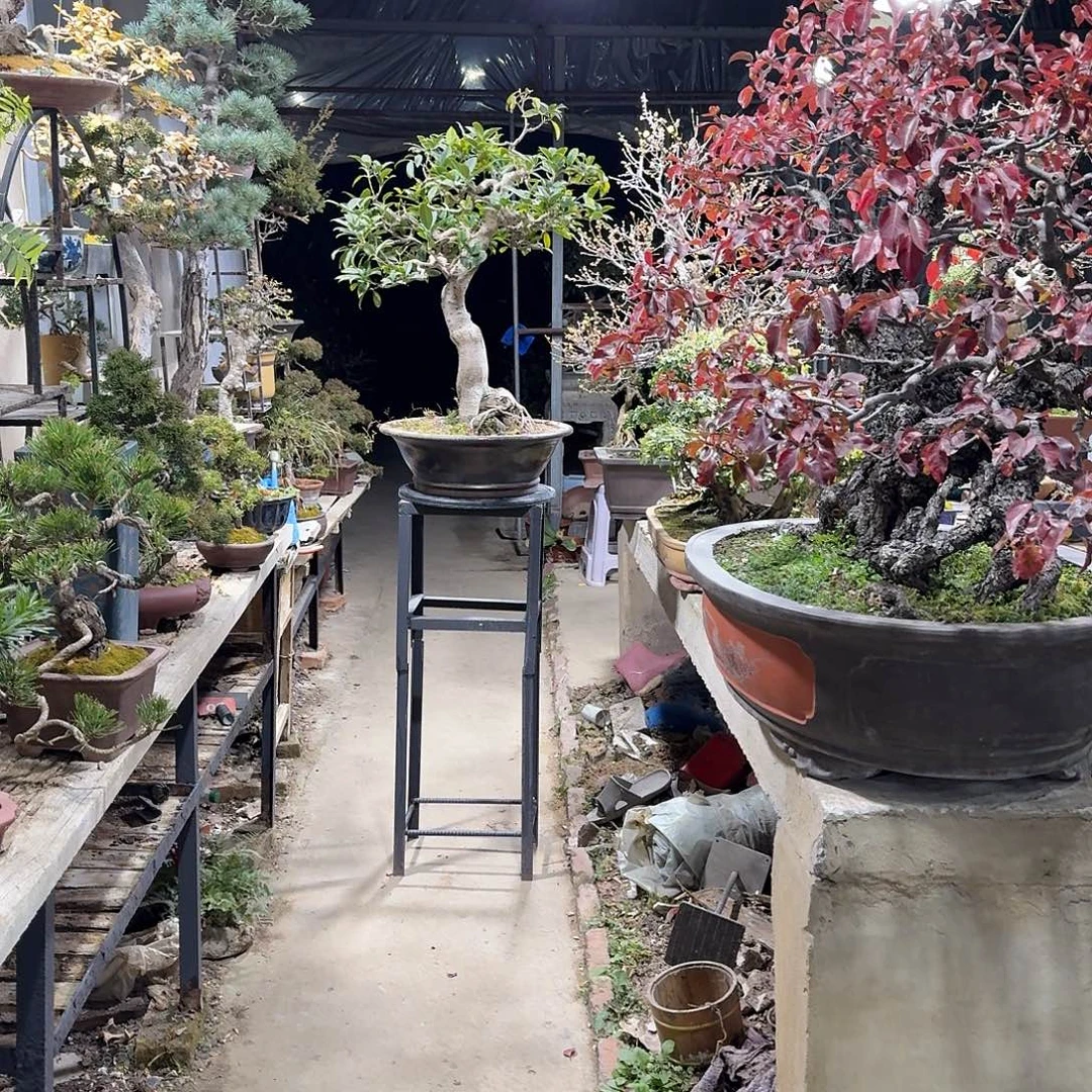 无花朵11111111111111