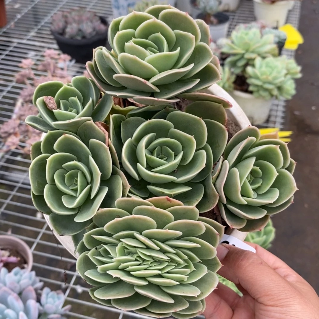 4959星纳塔缀化一物一拍