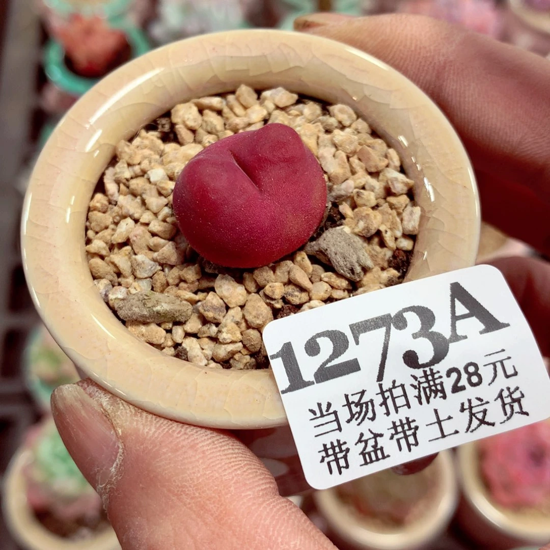 5厘米盆精控多肉1273