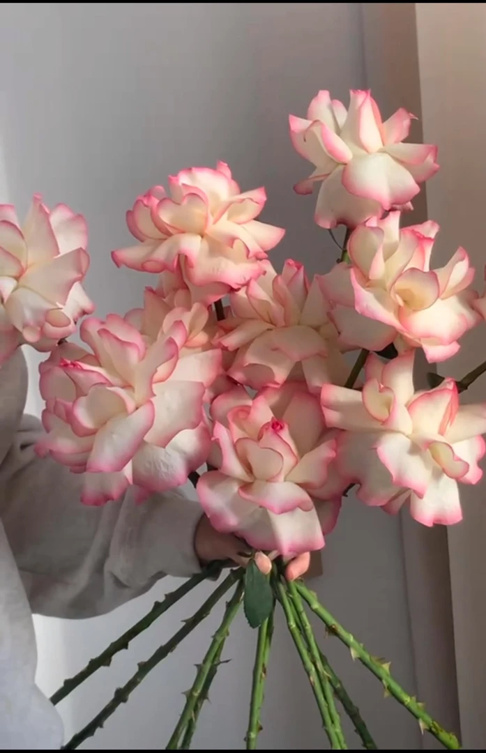 云南鲜花代购预付款