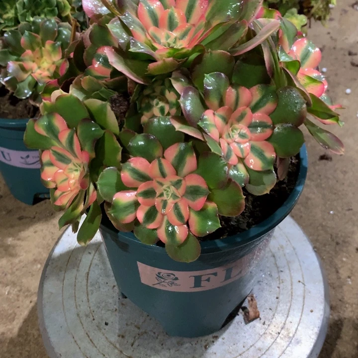 半***过875香妃多肉植物特价