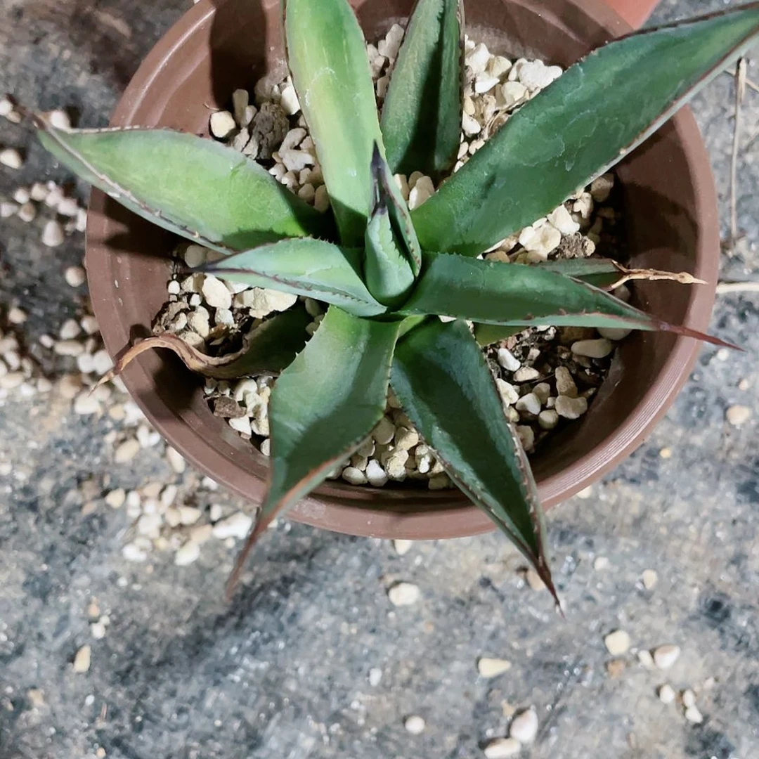 小****?泷蕾小苗龙舌兰包邮