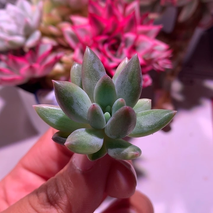 红蜻蜓拉丝锦可嫁接