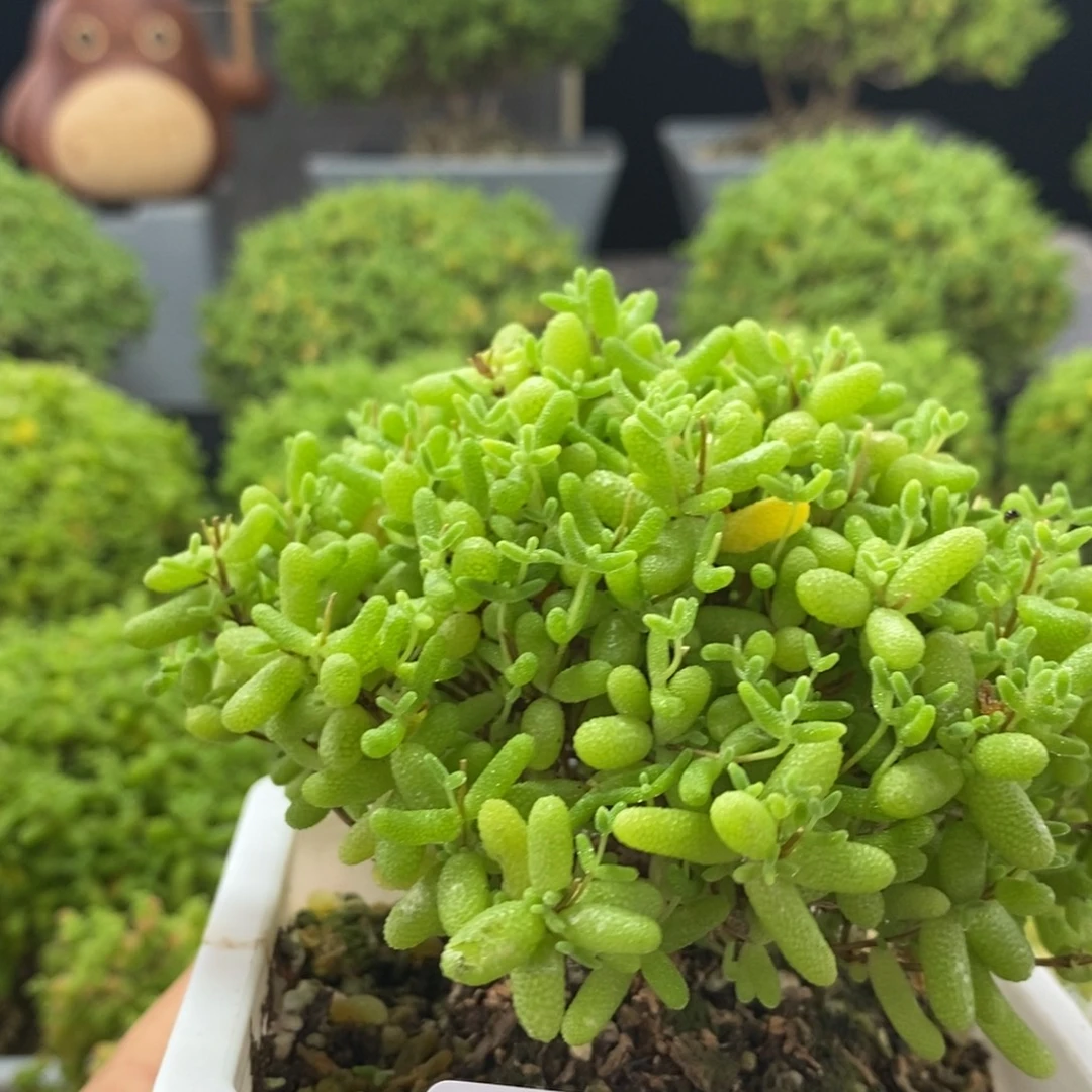 七***花蜜橘糖球0058枝干番杏