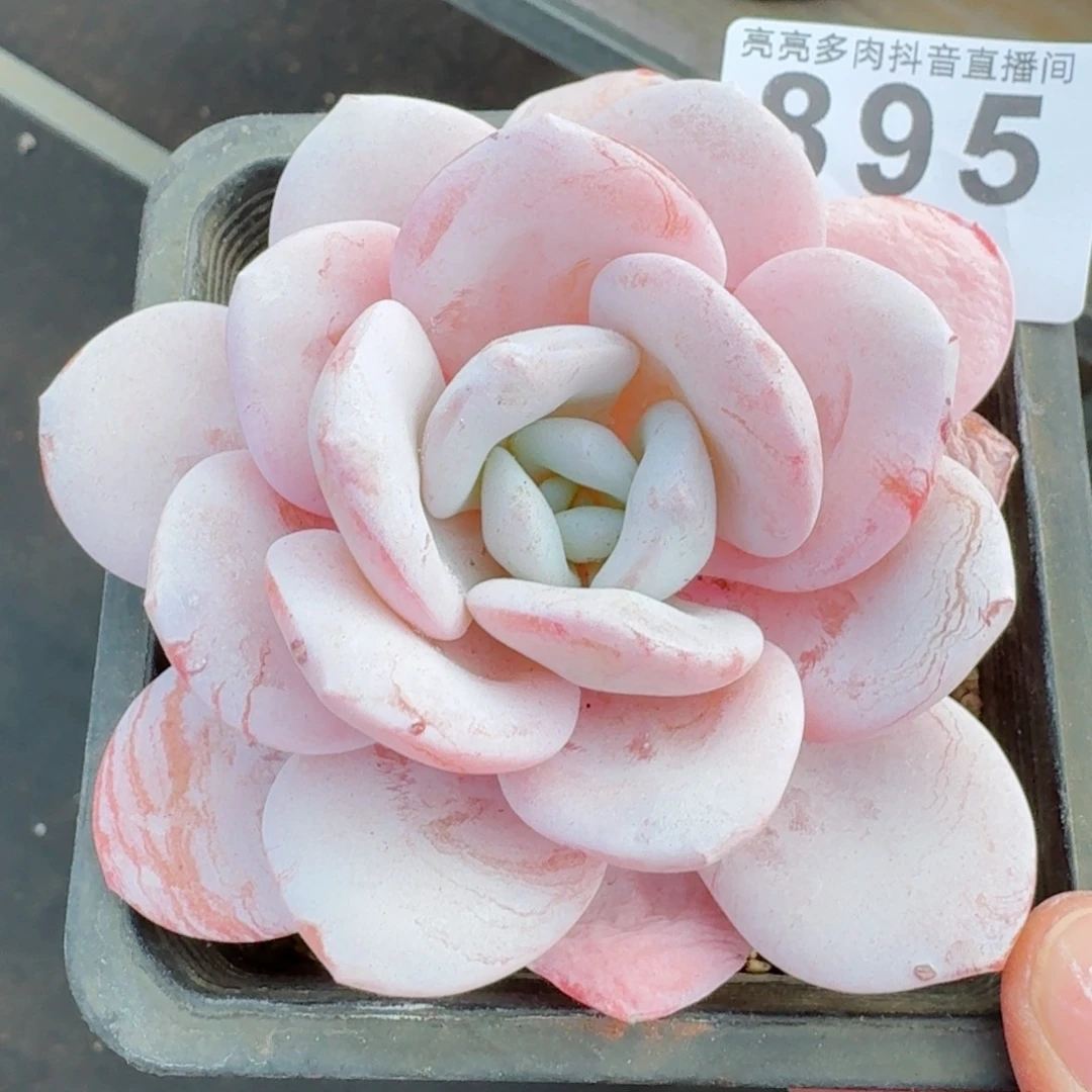 雪莲         多肉植物