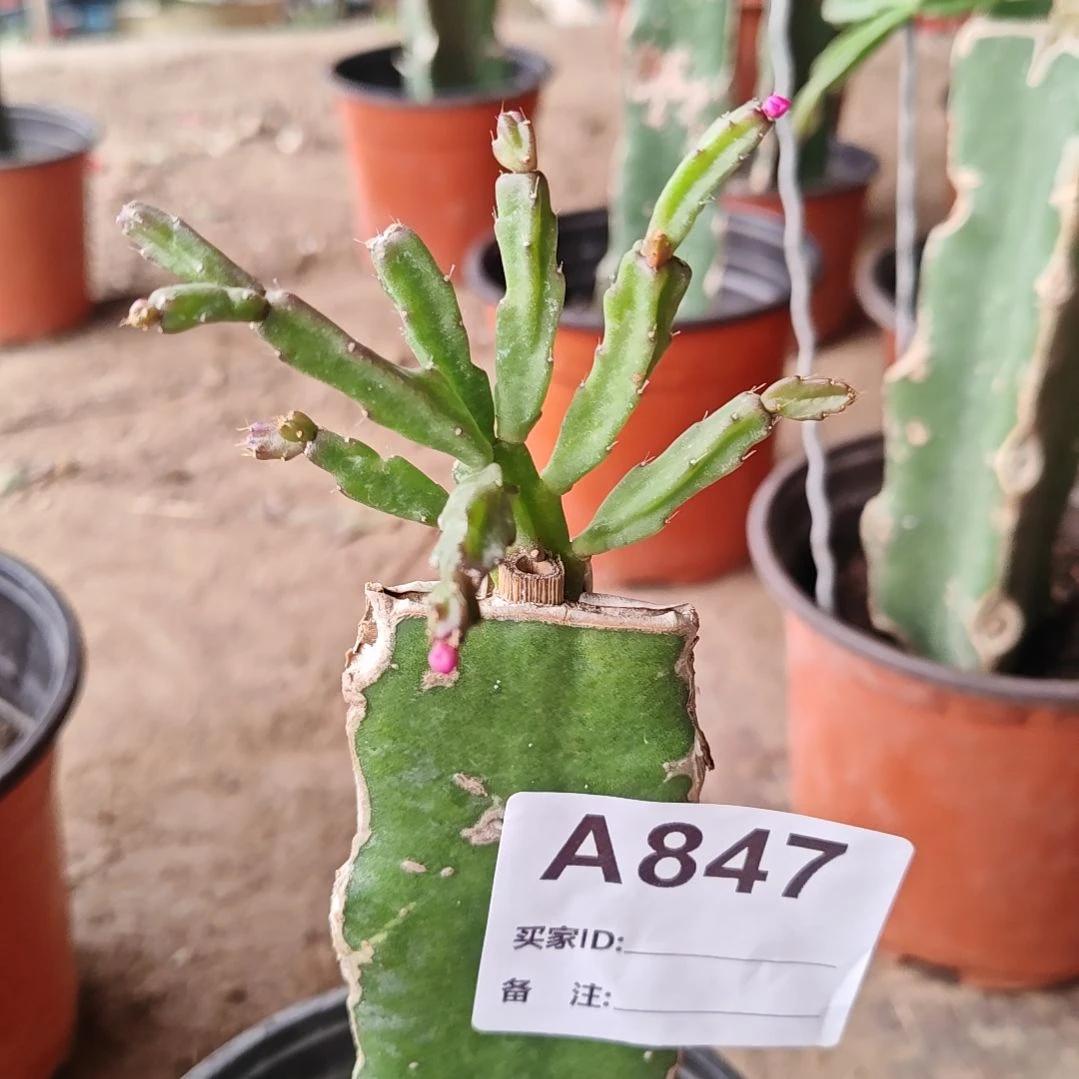 异类脱土脱盆易掉芽苞847