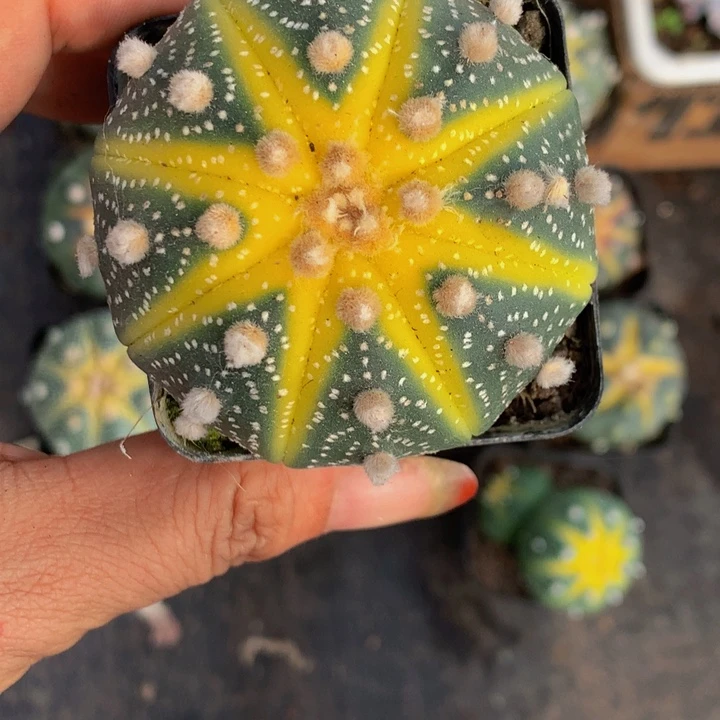 星球 锦  一物一拍 包邮