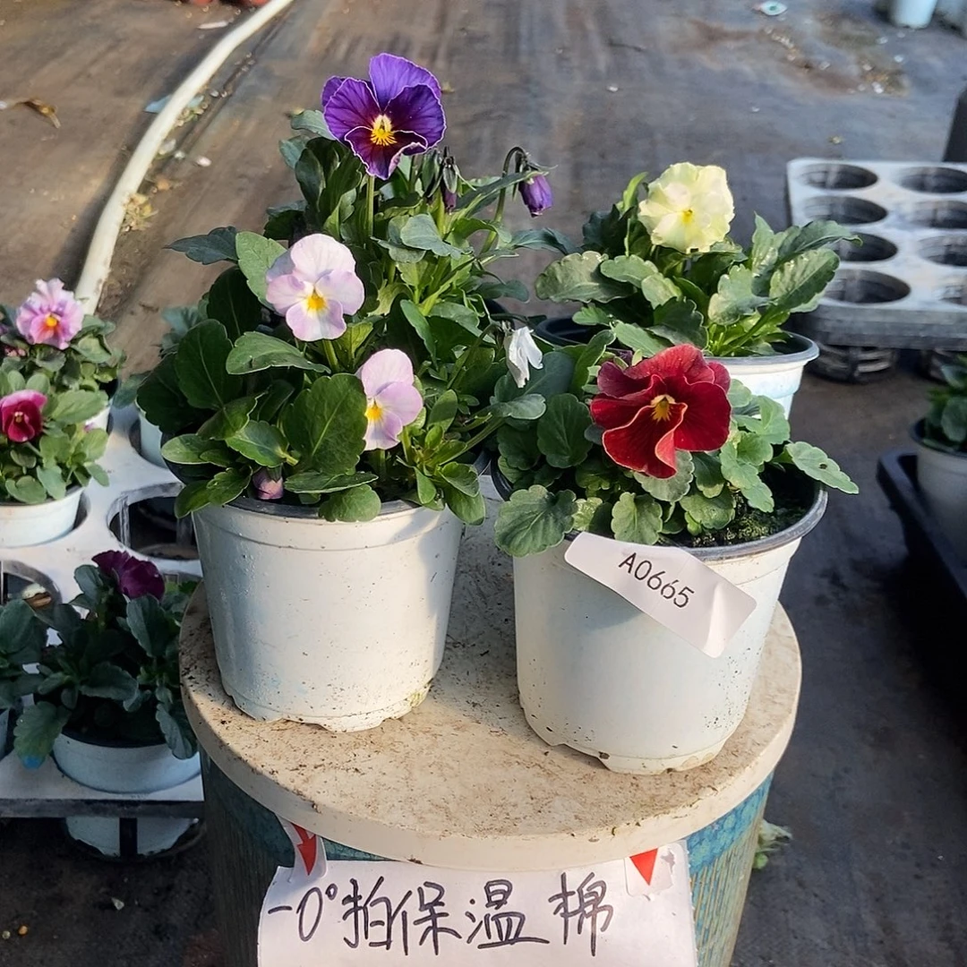 大部分花苞少量开放665