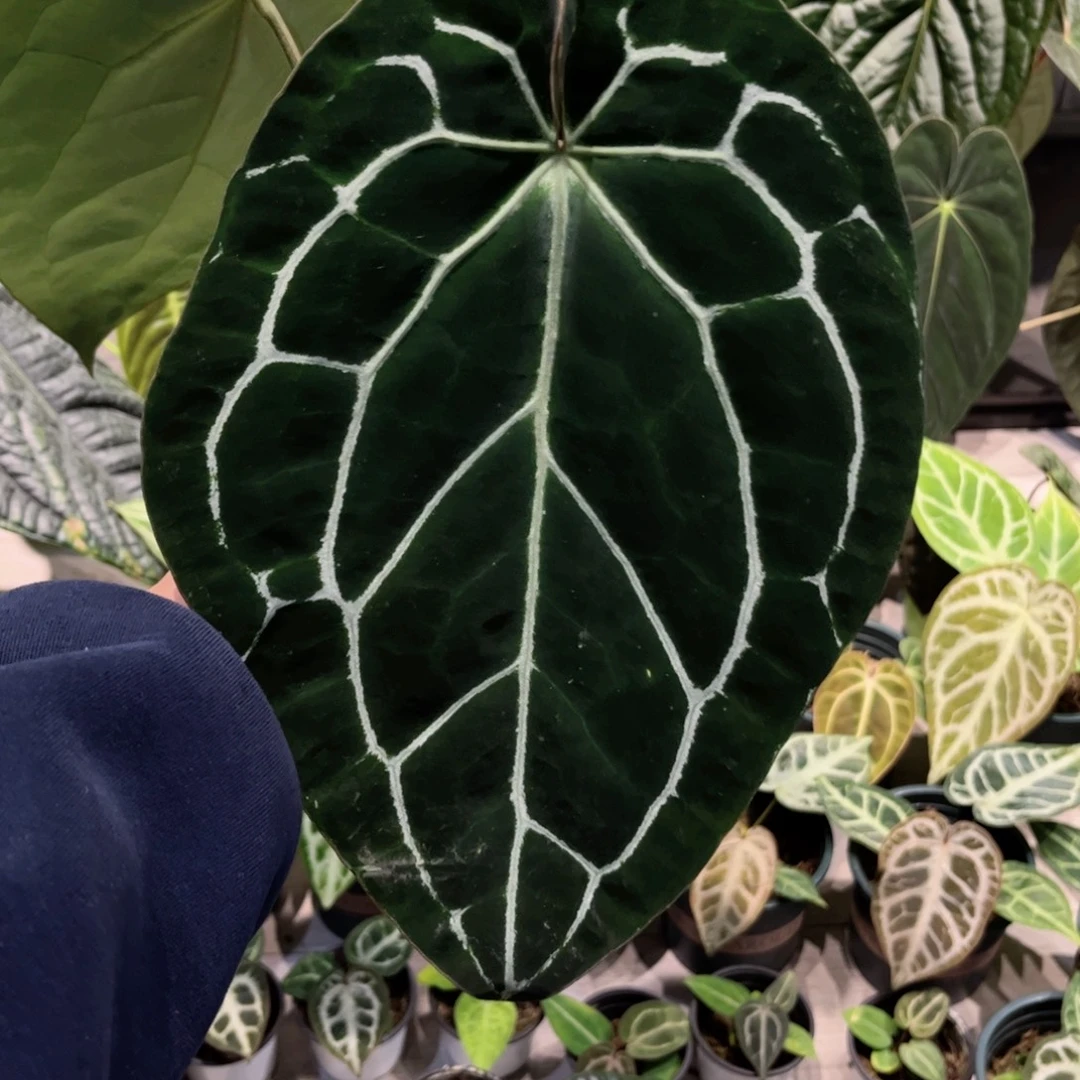 完全开放哥伦比亚黑水晶