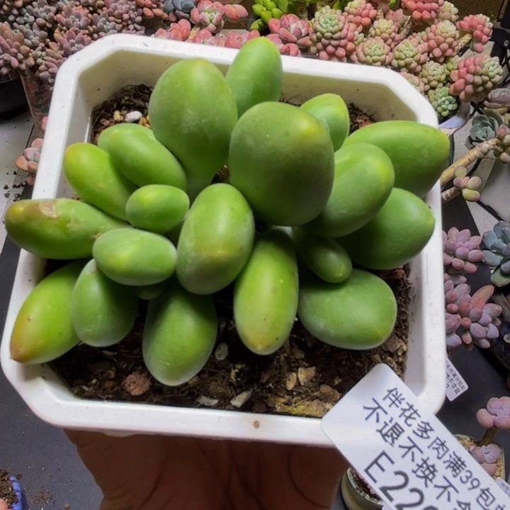 芒果奶酪220/8cm多肉