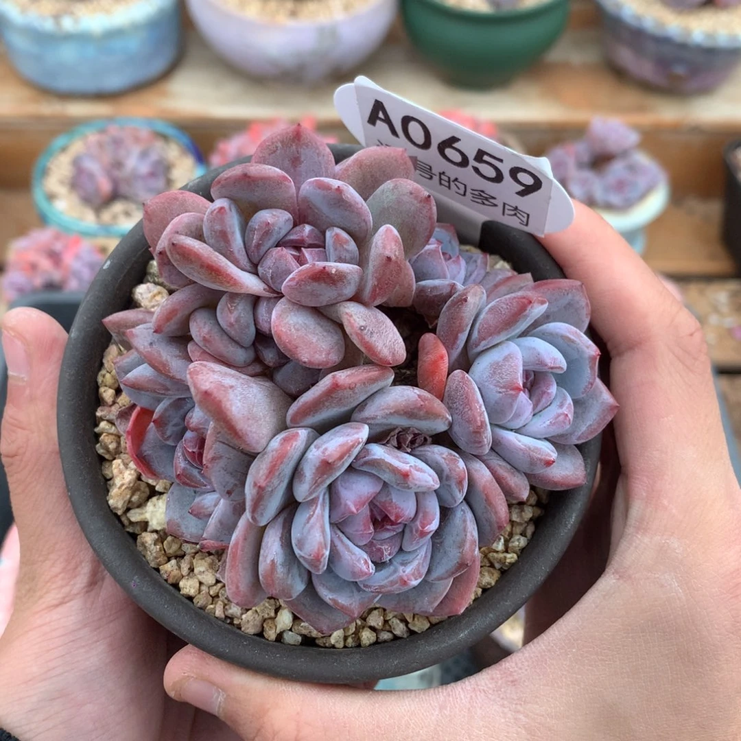 A0659 开播福利 紫皮星影群 有砍 9cm