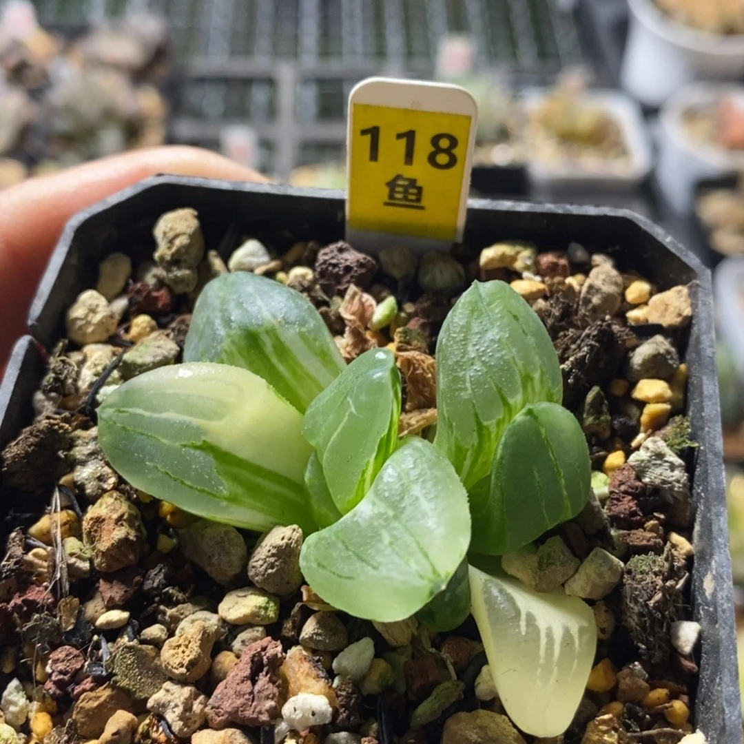 不开花植物118冰城
