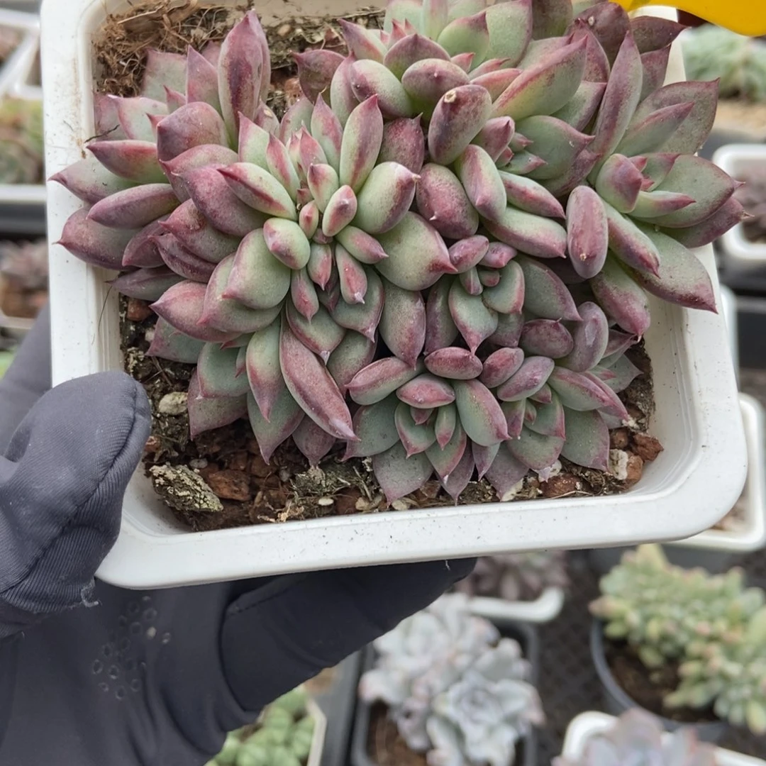 929拉糖缀多肉植物