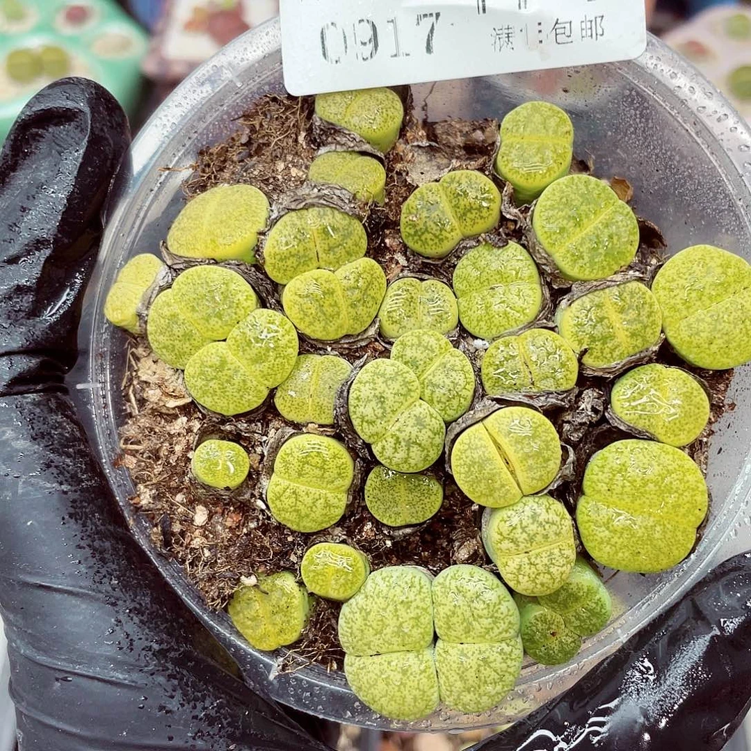 生石花满18包邮0917-171