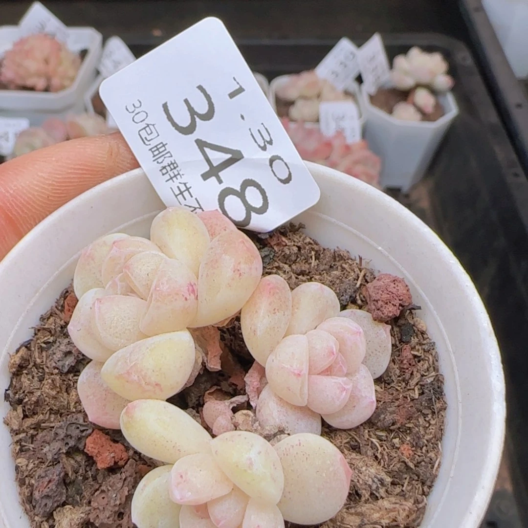 三头糖心冰玉一颗