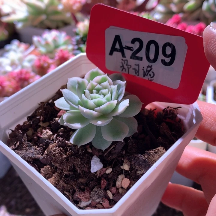 圆叶昂斯诺覆轮锦