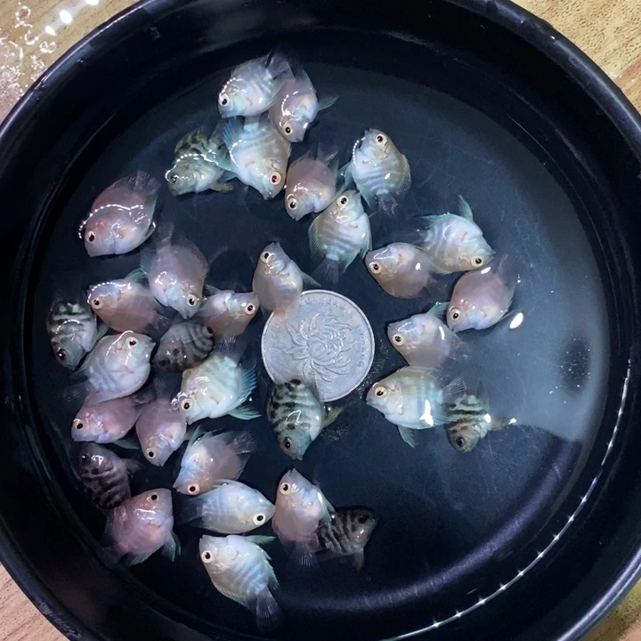 鹦鹉鱼一盘四色苗