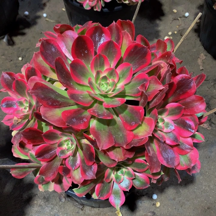 无花朵粉女郎000000000