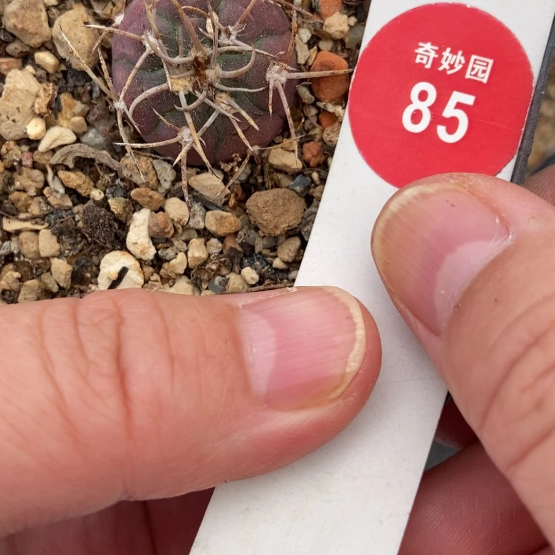 红体摩天龙一颗仙人球
