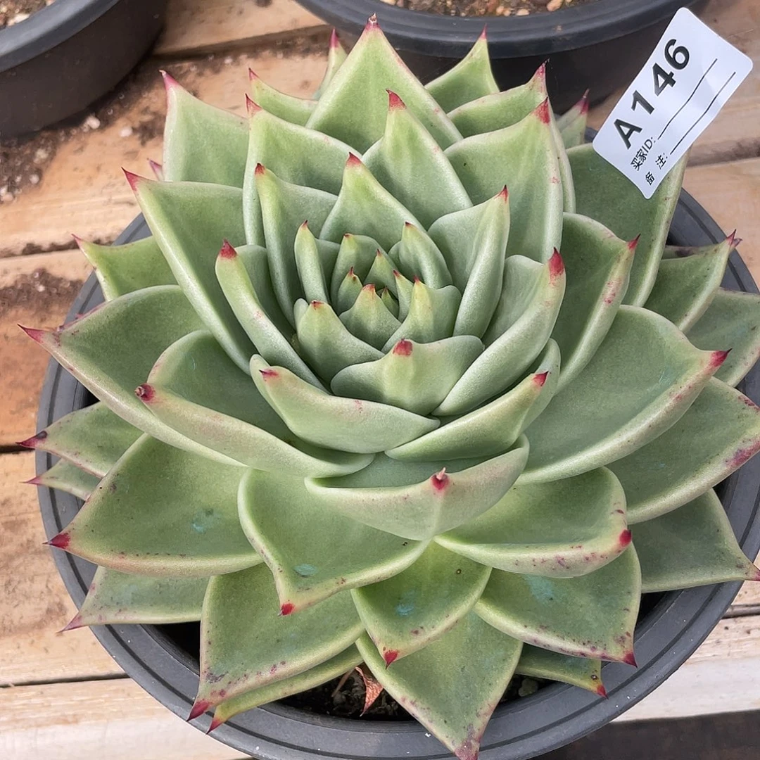 若如东云单拍A146